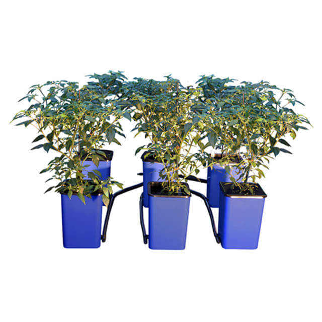 Shop Cannabis Growing and Irrigation Systems