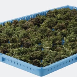 Cannabis Drying Trays: What's the Best For Buds? - Omega Equipment & Supply  Blog