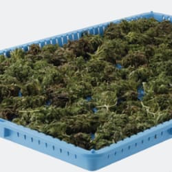 Drying Trays for Cannabis Cultivators
