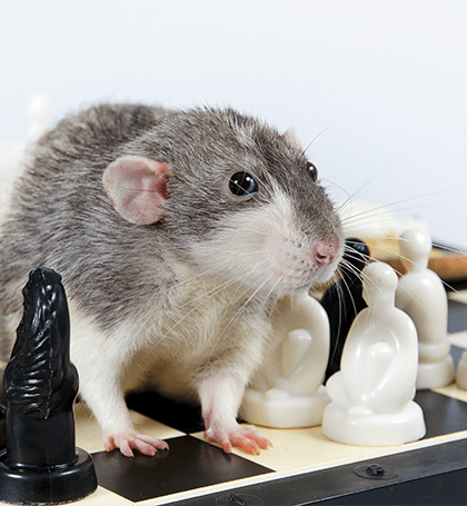 Outsmarting Rodents: Tips for Choosing Rat-Resistant Trash Cans