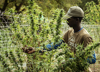 A Guide to Harvesting Your Outdoor Cannabis Crop