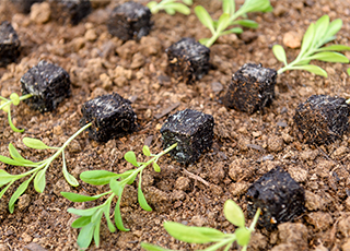 Trichoderma, The Fungal Antihero in Cannabis Propagation