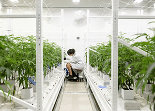 A Cannabis Operator’s Guide to Plant Tracking and Cutting-Edge Labeling