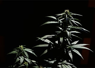 Growing Cannabis Without Light: Is Electro-Agriculture Viable?