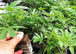 Plug and Grow: Science-Driven Cannabis Propagation Optimization