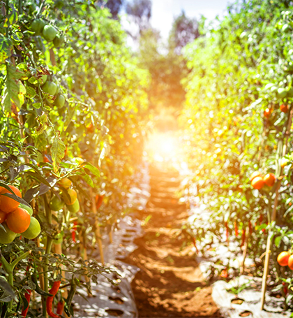 Superfoods Every Restaurant Menu Needs: Part 1 Superfoods Every Restaurant Menu Needs: Part 1
