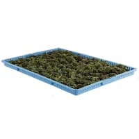 Cannabis Drying Trays