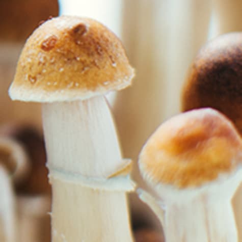 Mycology